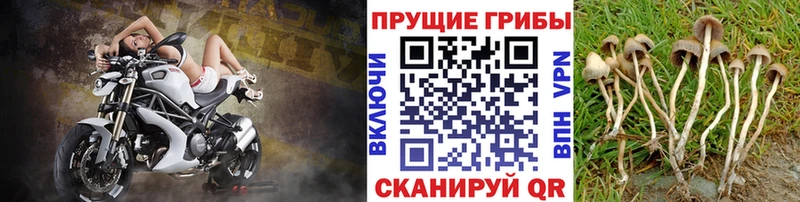 Галлюциногенные грибы мицелий  Фатеж 